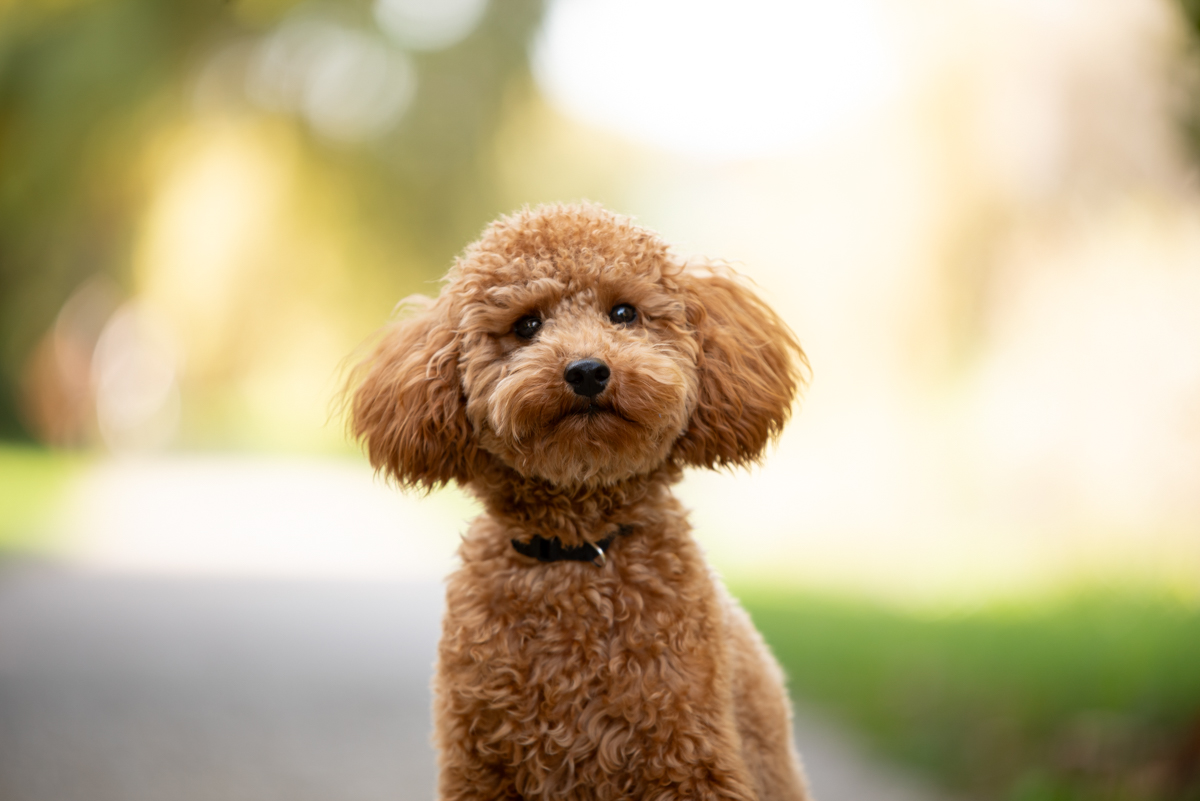 Kisállat csomag — 50.000 Ft