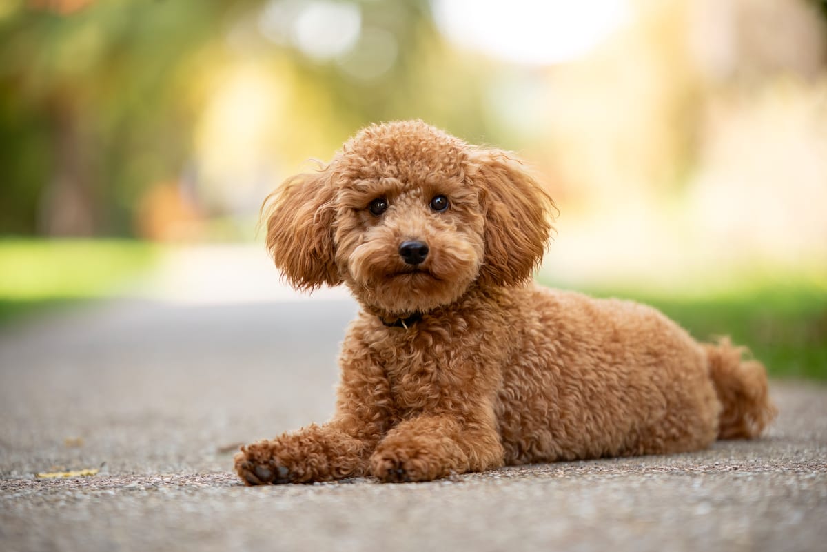 Kisállat fotózás – Silverframe Studio, Szeged